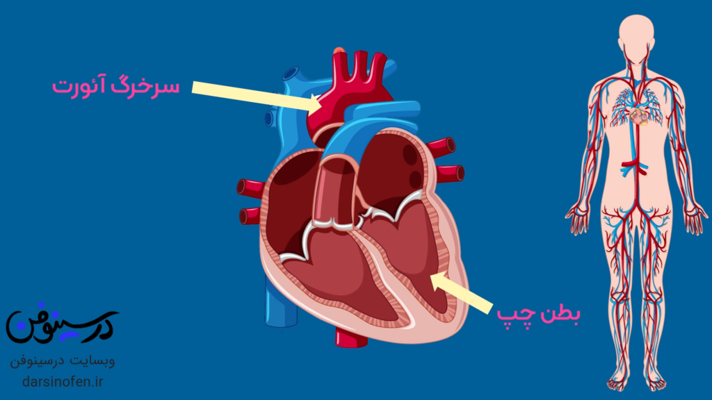 انیمیشن آموزشی ساختار قلب و عملکرد قلب در انسان