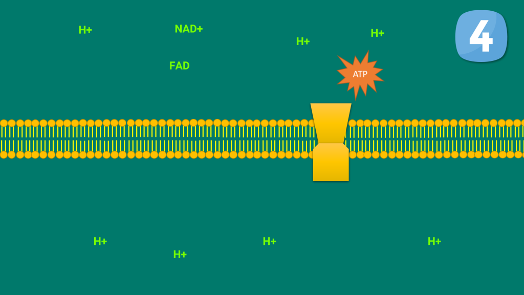 پروتئین غشایی سرتاسری که آنزیم تولید کننده ATP نامیده میشود. با انتقال یون هیدروژن بر اساس شیب غلظت ATP فراوانی در تنفس یاخته ای تولید میگردد.